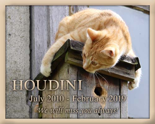 Pet Memorial Marker