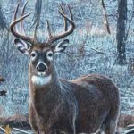 Deer In The Winter