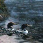 Ducks On The Water