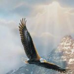 Eagle In Sky