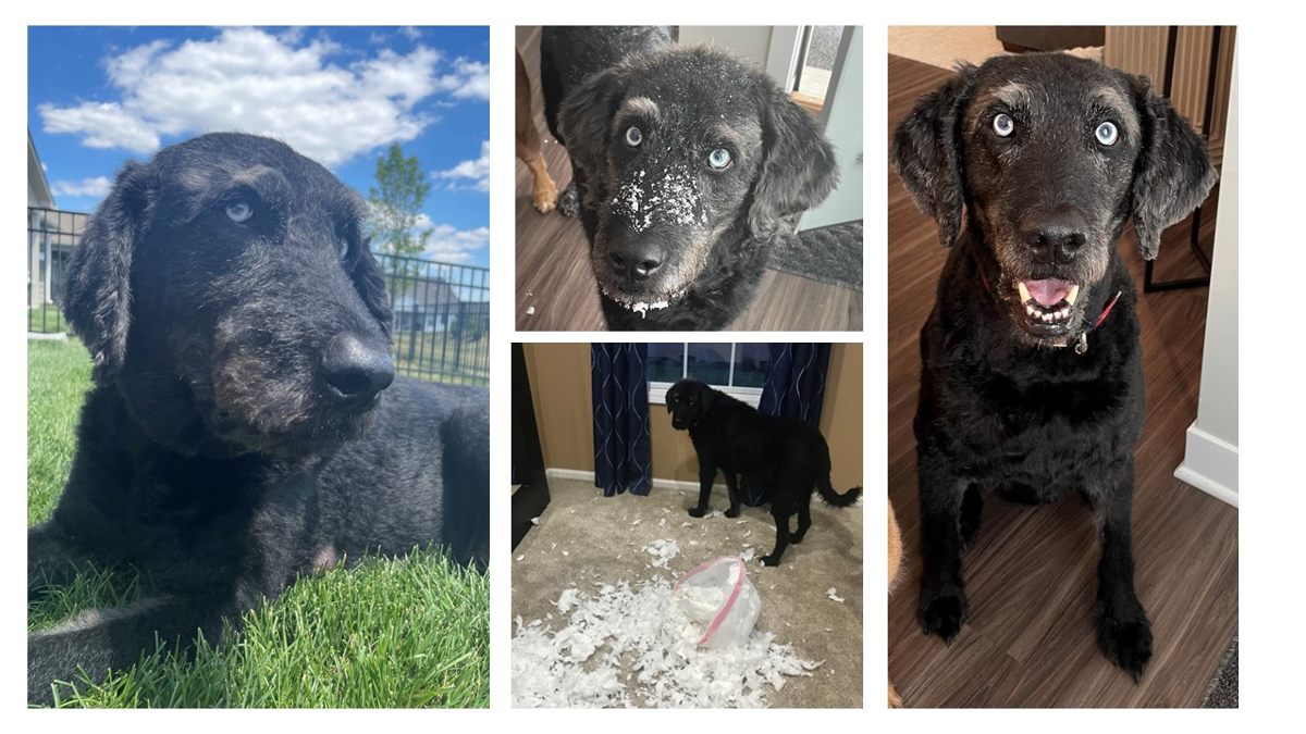 Turning Pain Into Gratitude Pet Grave Marker