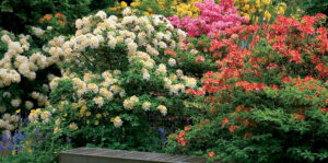 Bg Flowers