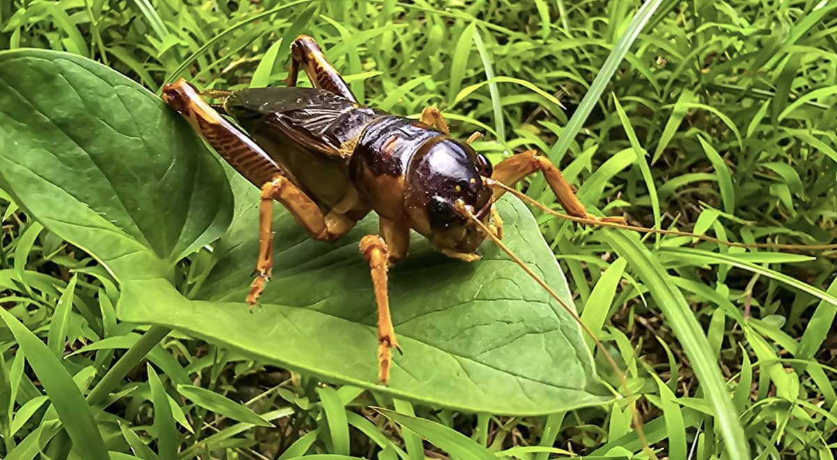 Cricket on a leaf