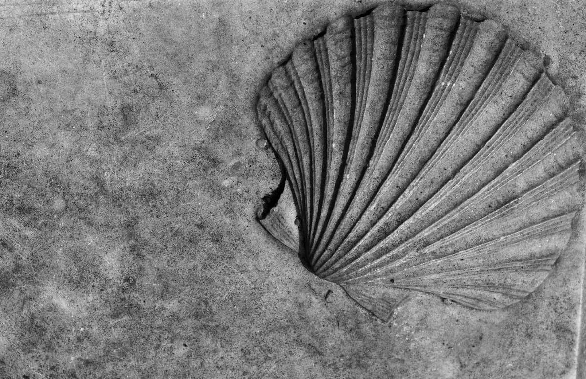 Scallop Seashell on a grave marker