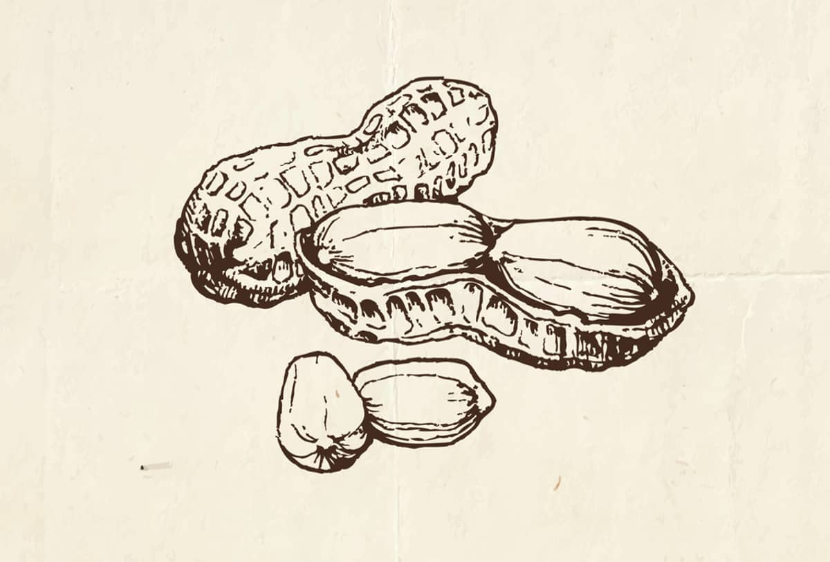 drawing of peanuts