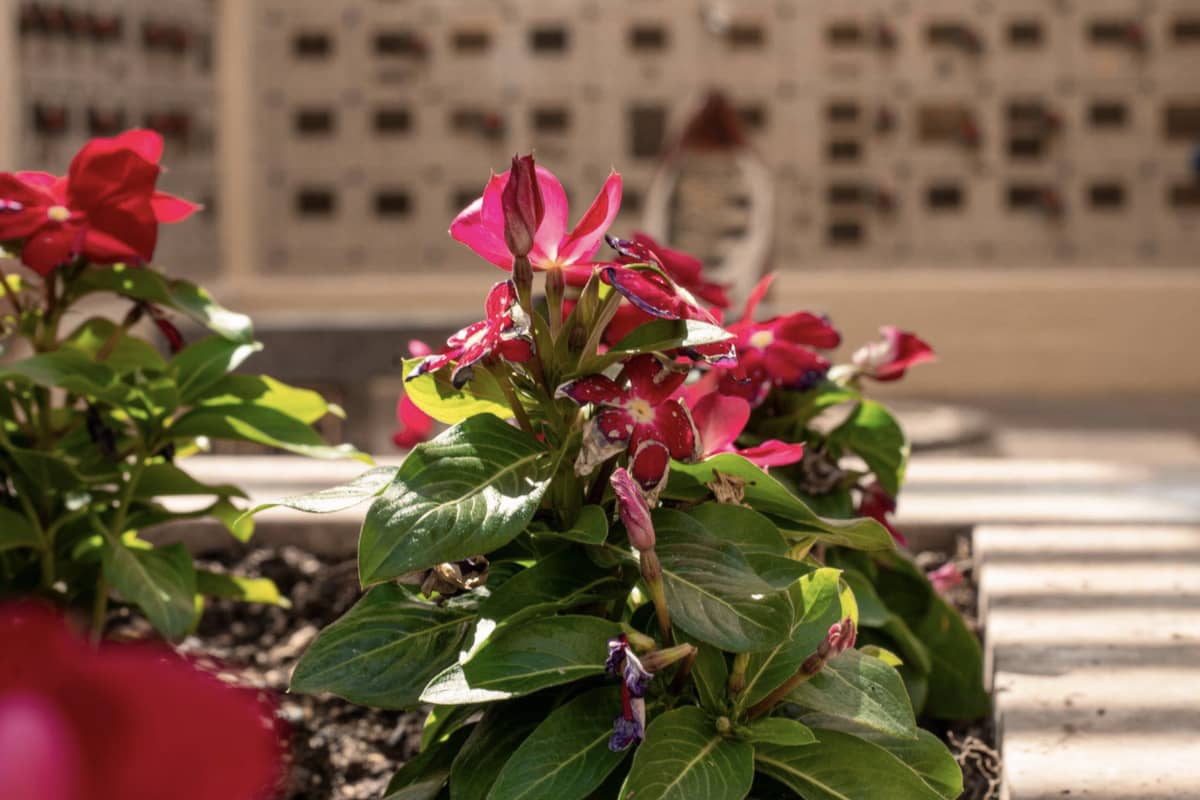 Flowers in front of a columbaria